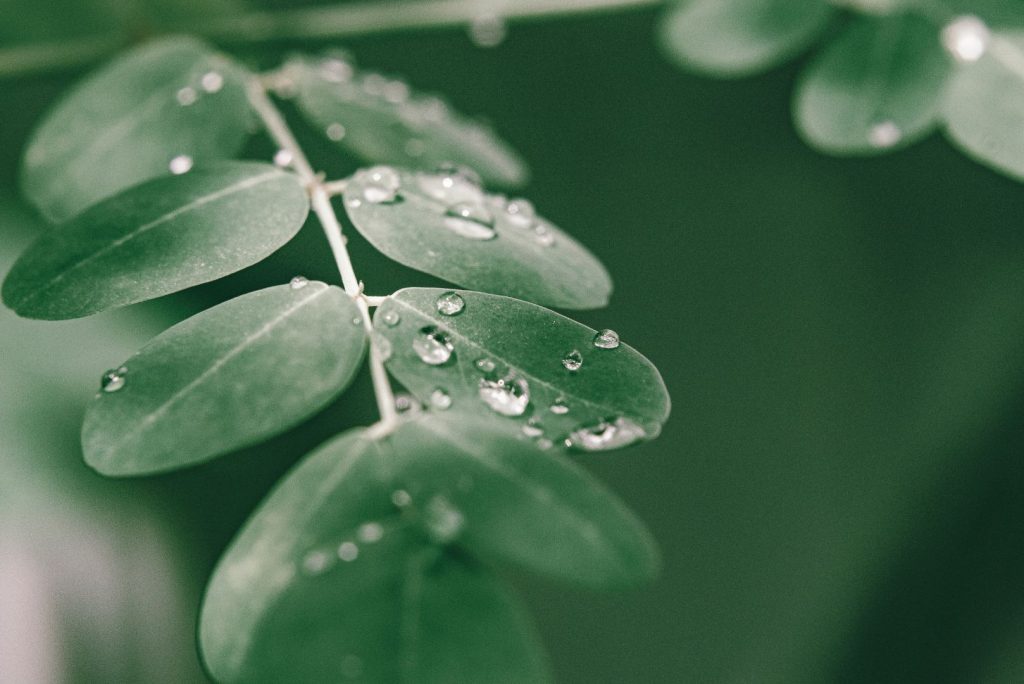 Moringa leaves illustration for Apa itu Moringa.